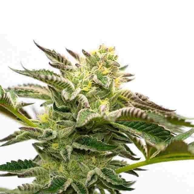Girl Scout Diesel Photo Fem