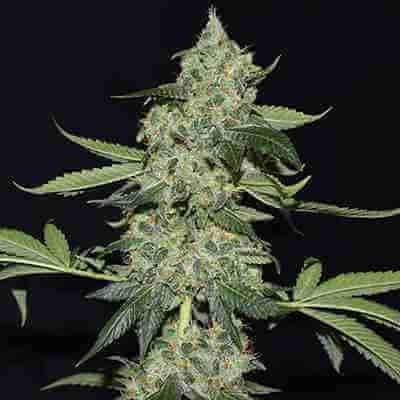 Girl Scout Kush Photo Fem