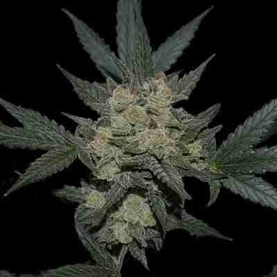 Girl Scout Skywalker Fem