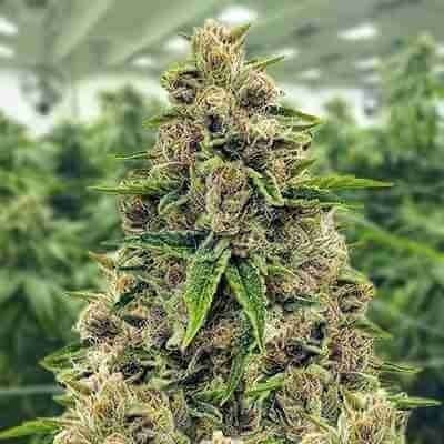 Godfather OG Photo Fem