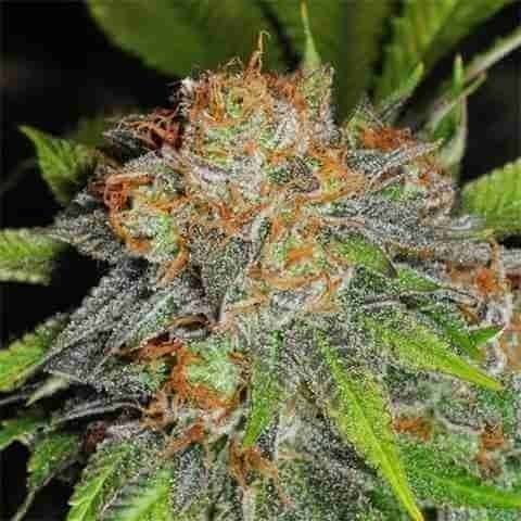 Grandaddy Banner Photo Fem