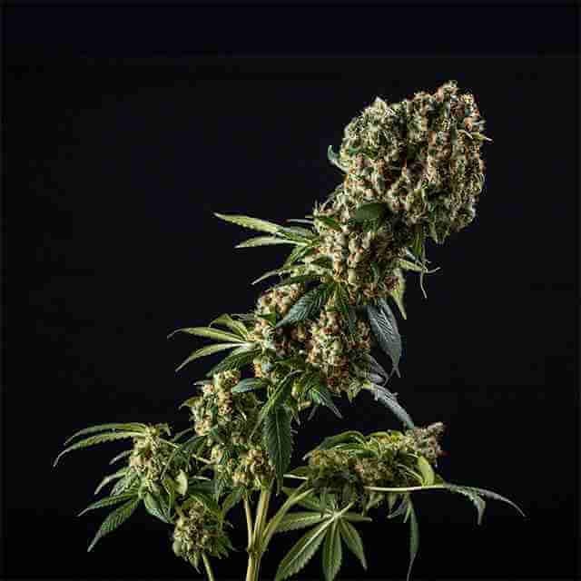 Granadaddy Purple Photo Fem