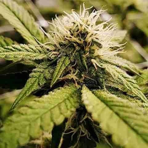 Grape Zkittlez Gum Fem