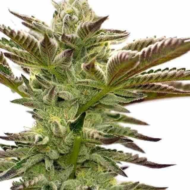 Grapefruit Photo Fem