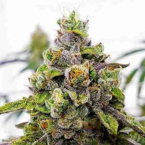 Green Do Si Dos Photo Fem