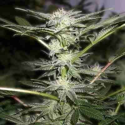 Green Somango Photo Fem