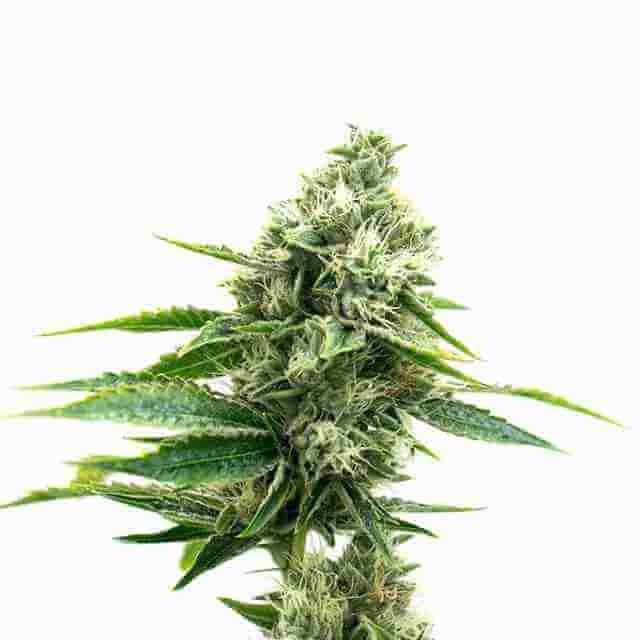 High CBD Feminized Seeds USA