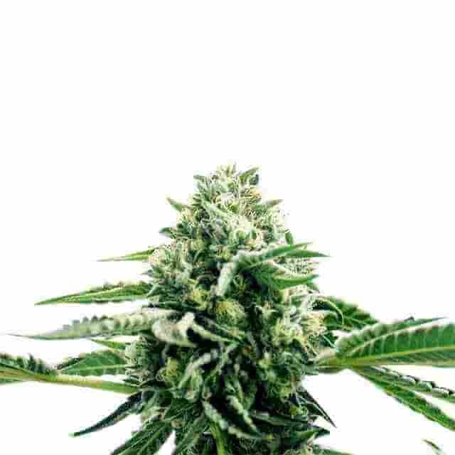 Hindu Kush Photo Fem