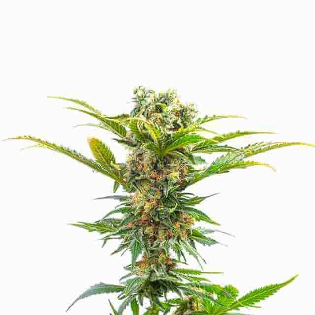 Jack Herer Photo Fem