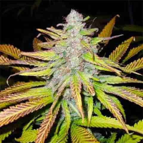 Jack Horror Photo Fem