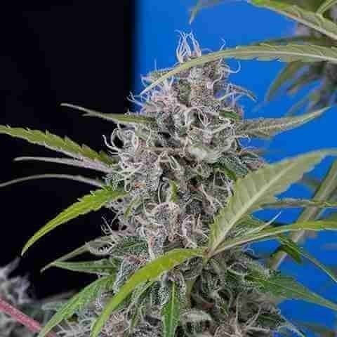 Blueberry x Cream Cheese Auto