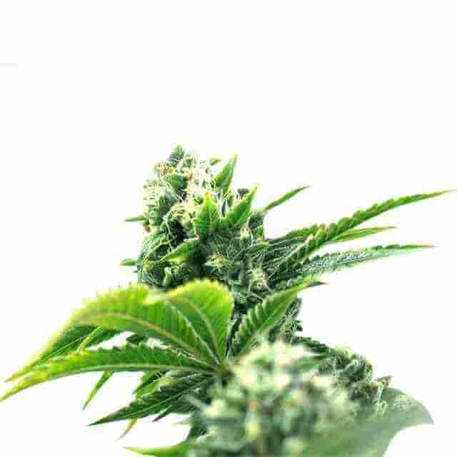 Jack's Skunk Photo Fem