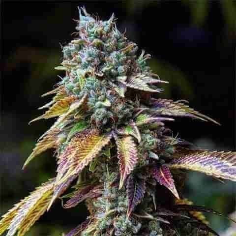 LA Confidential Photo Fem
