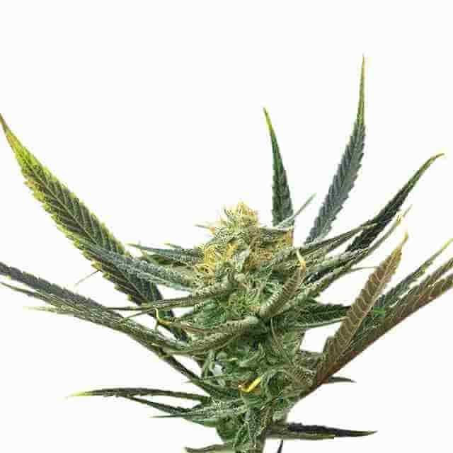 Lemon Haze Diesel Photo Fem