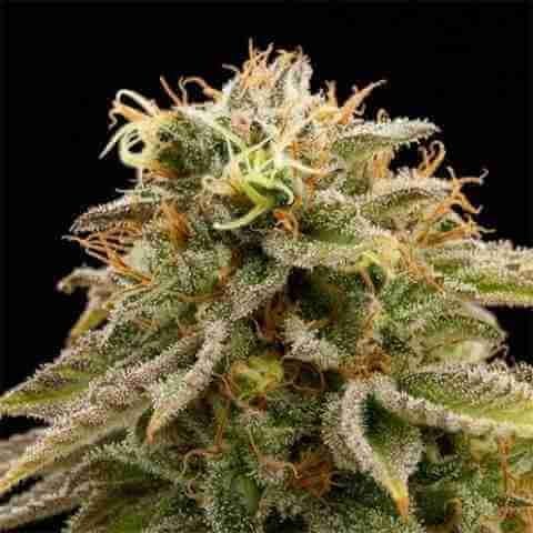 Lemon Kush Photo Fem