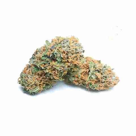 Lemon Tree Photo Fem