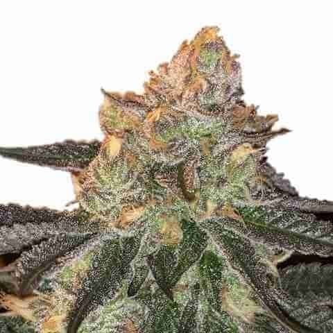 London Pound Cake Photo Fem