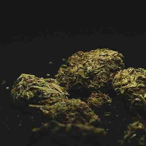 Mango Kush Photo Fem