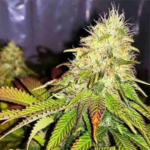 Maple Leaf Photo Fem