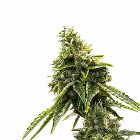 Matanuska Tundra Fast Photo Fem