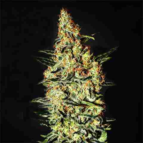 Neville's Haze Photo Fem