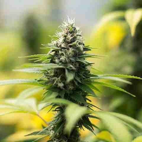 Northern Cinderella Photo Fem