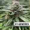 OG Kush F1 Fem