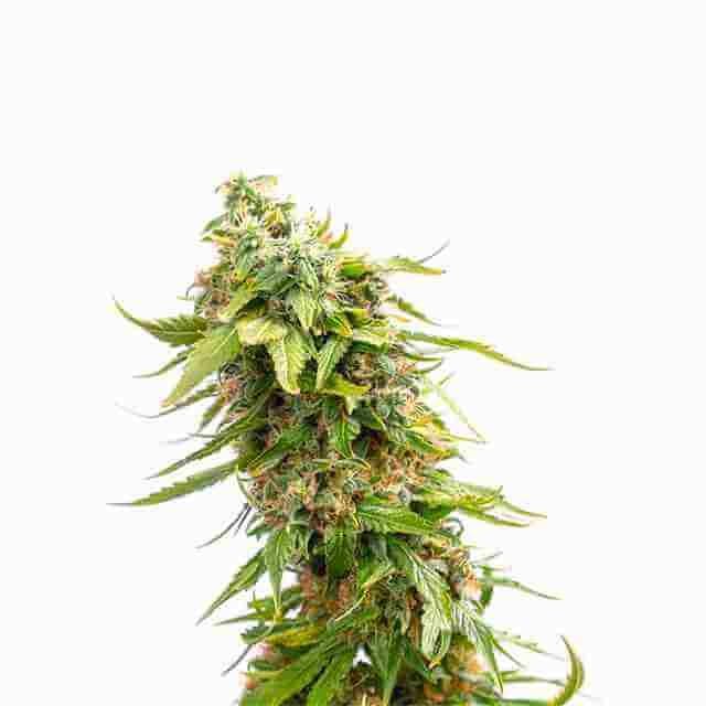 Orange Bud Fem
