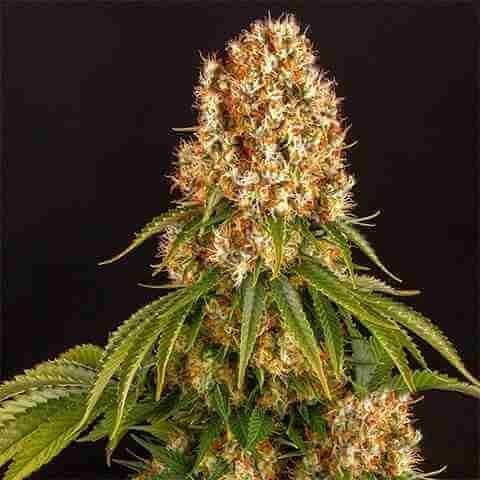 Orange Sherbet Photo Fem