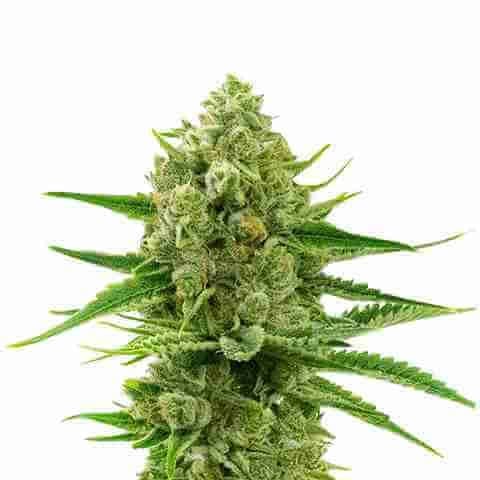 Oregon Underdawg Fem