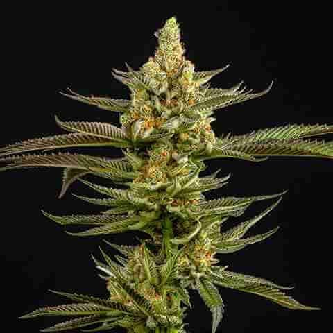 Peanut Butter Breath