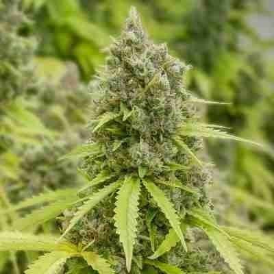 Pineapple Express Fem