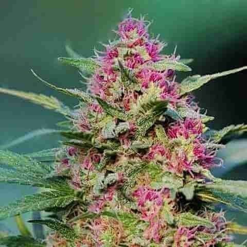 Pink Rozay Fem