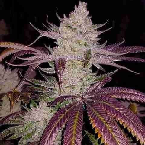 Platinum Cookies Fem