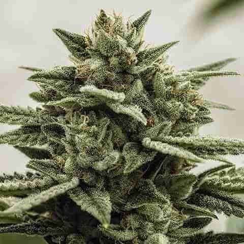 Primate Do Si Dos Photo Fem