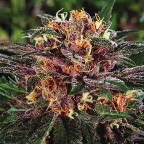 Primate Lemon Fire Photo Fem