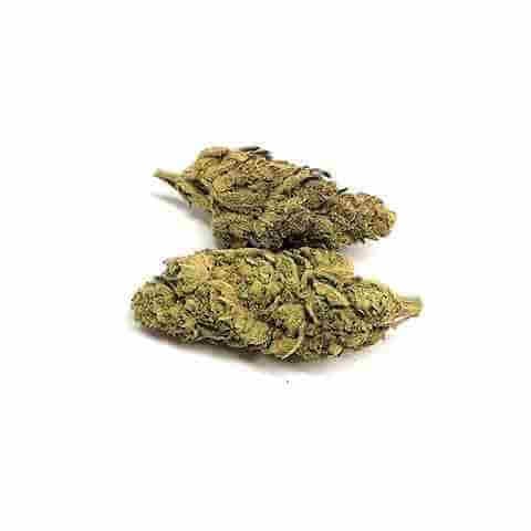 Purple Hawaii Skunk Photo Fem