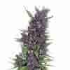 Purple Kush Fem