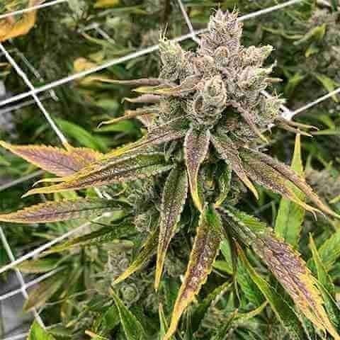 Purple Thai Fem