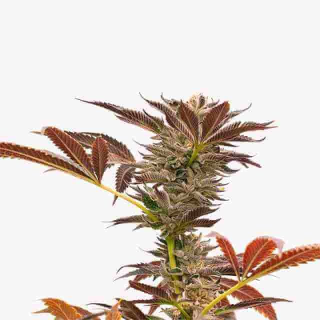 Purple Kush Auto Fem