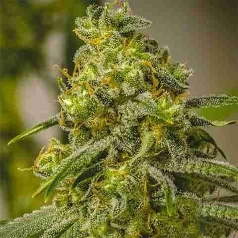 Rosetta Stone Skunk Fem