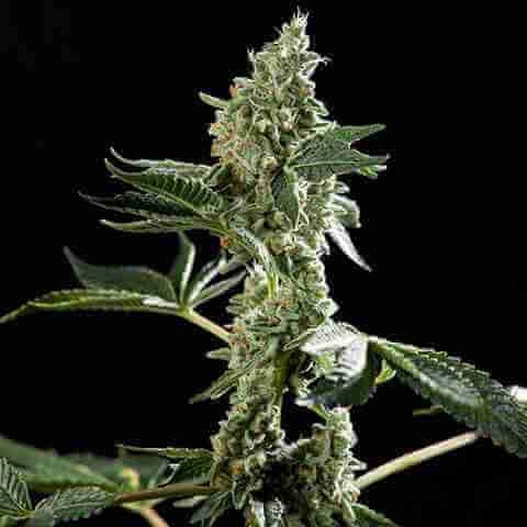 San Fernando Valley Fem