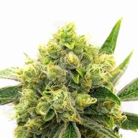 Scott's Black Domina Photo Fem