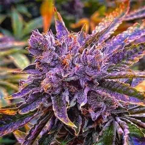 Shiskaberry Kush Fem