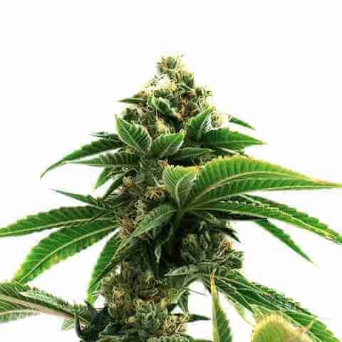 Shiskaberry Punch Fem