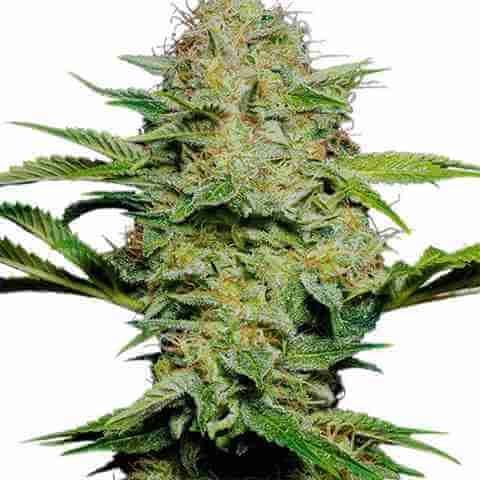 Skunk Kush Photo Fem 2