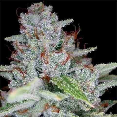 Skywalker Ghost Kus\ Fem