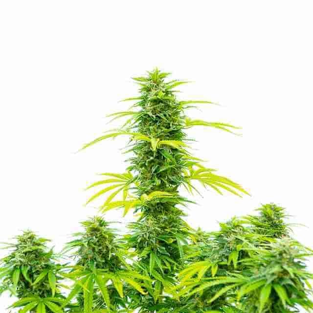 Skywalker (sativa) Fem