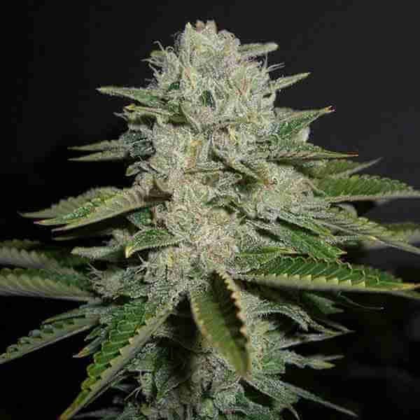 Sour Diesel