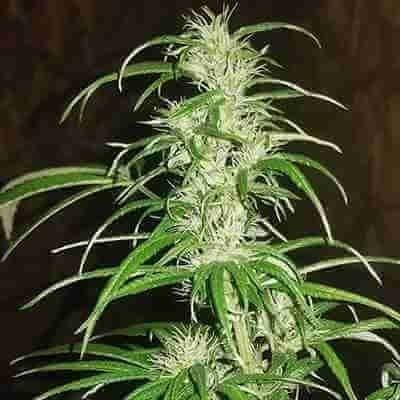 African x Princess 88 Fem